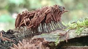 Attēlu rezultāti vaicājumam “Fuligo candida f. persicum spores”