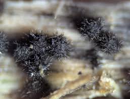 Attēlu rezultāti vaicājumam “Lasiosphaeria ovina spores”