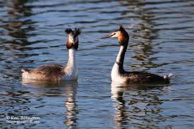 Attēlu rezultāti vaicājumam “Podiceps cristatus”