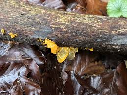 Attēlu rezultāti vaicājumam “Tremella foliacea”