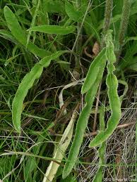 Attēlu rezultāti vaicājumam “Campanula cervicaria flower”