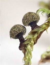 Attēlu rezultāti vaicājumam “Diderma tigrinum macro”