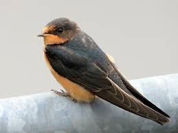 Attēlu rezultāti vaicājumam “Hirundo rustica juvenile”