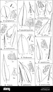 Attēlu rezultāti vaicājumam “Bryum pallescens”