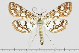 Attēlu rezultāti vaicājumam “Elophila nymphaeata”