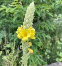 Attēlu rezultāti vaicājumam “Verbascum thapsus fruit”