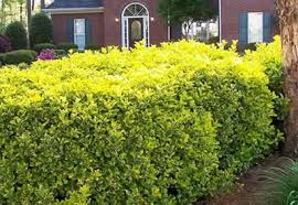 Attēlu rezultāti vaicājumam “Euonymus flower”