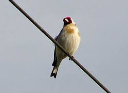 Attēlu rezultāti vaicājumam “Carduelis carduelis adult”