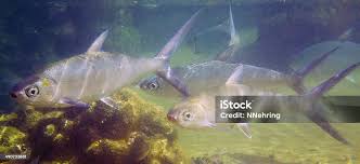 Image result for Chanos chanos