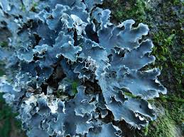 Attēlu rezultāti vaicājumam “Peltigera praetextata”