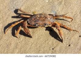 Image result for Carcinus maenas