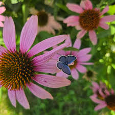 Attēlu rezultāti vaicājumam “Plebejus idas female”