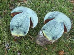 Attēlu rezultāti vaicājumam “Sutorius luridiformis”