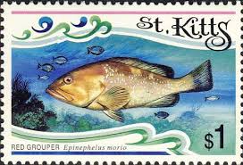 Image result for Epinephelus morio