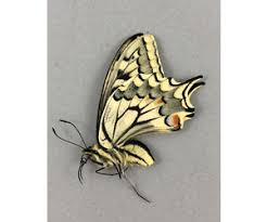 Attēlu rezultāti vaicājumam “Papilio machaon upperside”