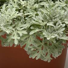 Image result for Artemisia gmelinii