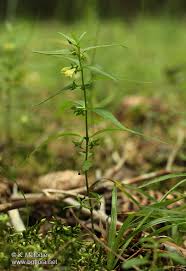 Attēlu rezultāti vaicājumam “Melampyrum sylvaticum”