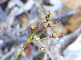 Attēlu rezultāti vaicājumam “Danthonia decumbens bud”