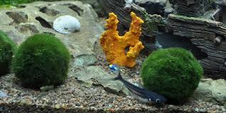 Imagini pentru Cladophora aegagropila