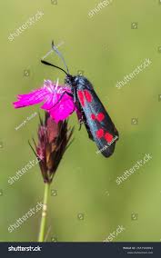Attēlu rezultāti vaicājumam “Zygaena sp.”