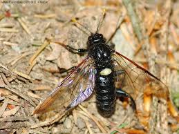 Attēlu rezultāti vaicājumam “Cimbex luteus”