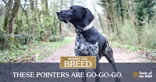 Image result for Pointers