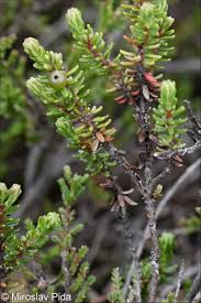 Attēlu rezultāti vaicājumam “Empetrum nigrum flower”