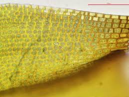 Attēlu rezultāti vaicājumam “Grimmia muehlenbeckii”