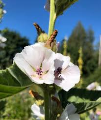 Image result for Althaea officinalis