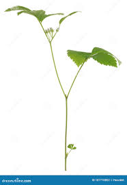 Attēlu rezultāti vaicājumam “Rubus saxatilis leaf”