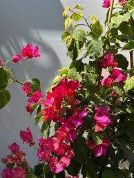 Image result for buaaambulancia