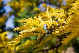 Attēlu rezultāti vaicājumam “Gleditsia triacanthos flower”