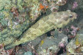 Image result for Epinephelus andersoni