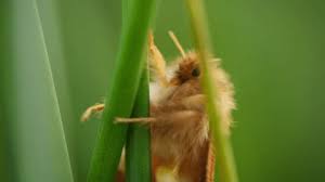 Attēlu rezultāti vaicājumam “Phymatopus hecta”