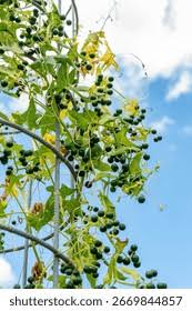 Attēlu rezultāti vaicājumam “Bryonia alba fruit”