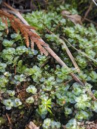 Attēlu rezultāti vaicājumam “Sphagnum fuscum”