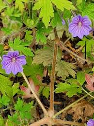 Attēlu rezultāti vaicājumam “Geranium bohemicum”