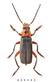 Attēlu rezultāti vaicājumam “Cantharis rustica”