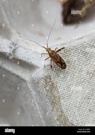 Attēlu rezultāti vaicājumam “Phytocoris varipes”