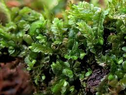 Attēlu rezultāti vaicājumam “Jamesoniella autumnalis”