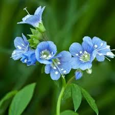 Attēlu rezultāti vaicājumam “Polemonium caeruleum leaf”