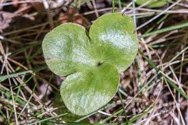 Attēlu rezultāti vaicājumam “Hepatica nobilis leaf”