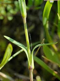 Attēlu rezultāti vaicājumam “Dianthus deltoides”