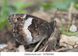 Attēlu rezultāti vaicājumam “Hipparchia alcyone”