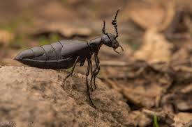 Attēlu rezultāti vaicājumam “Meloe sp. larva”