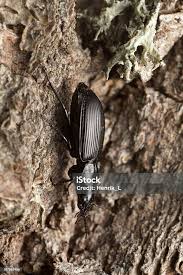 Attēlu rezultāti vaicājumam “Pterostichus melanarius”