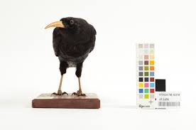 Image result for Pyrrhocorax pyrrhocorax