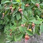 Attēlu rezultāti vaicājumam “Rosa villosa fruit”