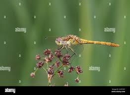 Attēlu rezultāti vaicājumam “Sympetrum vulgatum male”