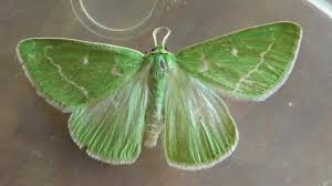 Attēlu rezultāti vaicājumam “Thetidia smaragdaria”